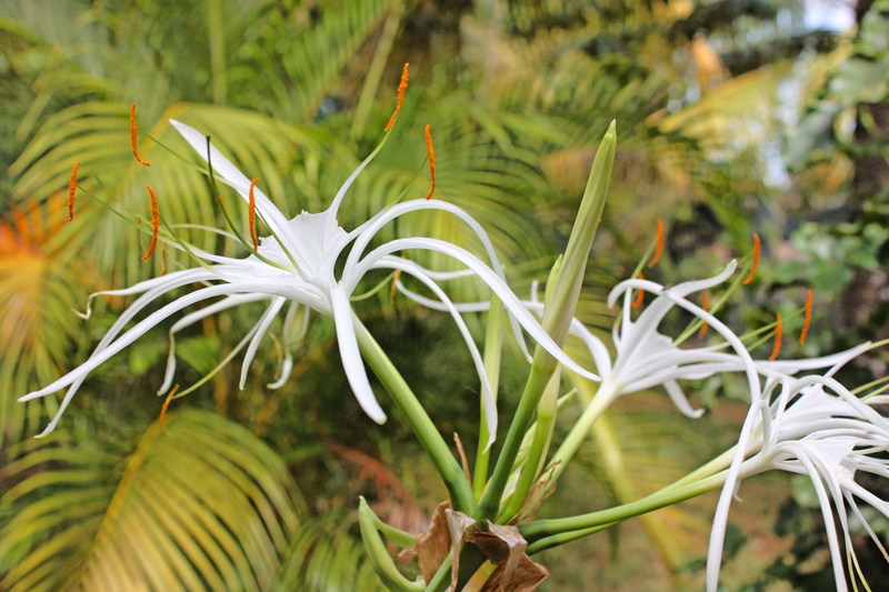 no people, inflorescence, flower, beauty in nature, valencia, fragility, focus on foreground, outdoors, foto garage ag, 4K, day, flowering plant, white color