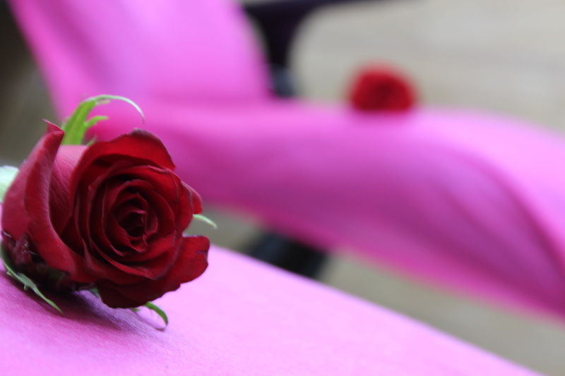 2K, rose - flower, flower arrangement, fragility, petal, beauty in nature, outdoors, rosa, no people, rose, plant, pink color, inflorescence, growth, flower