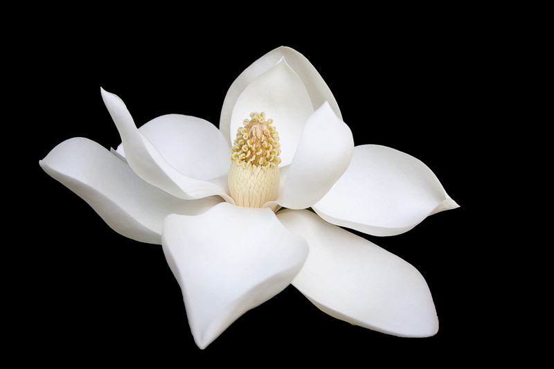 magnolium, belleza, málaga, freshness, photo, no people, petaled, indoors, inflorescence, white, quinoal, 4K, beauty in nature, flowering plant, food and drink