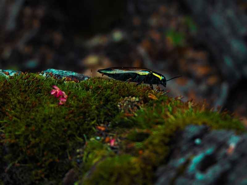 belleza, insect, marine, outdoors, selective, one animal, forest, nature, de, lo, beauty in nature, exotico, focus, sea, animal wildlife, animal wing, photography