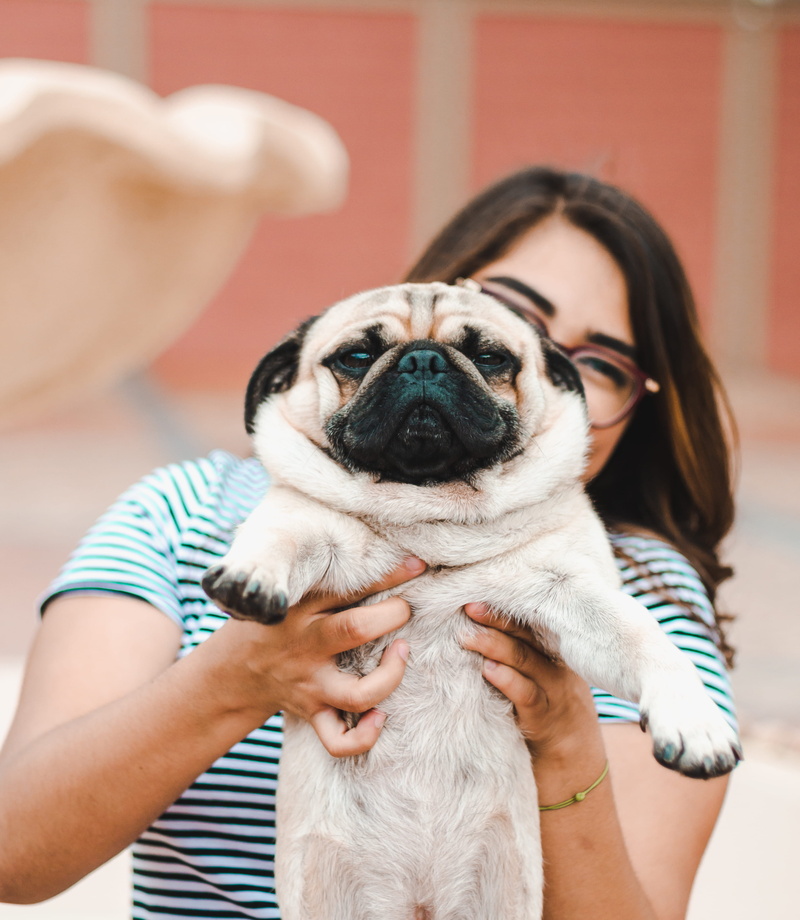 hand, glasses, pup, domestic Animals, one Animal, pet, young Animal, puppy, animal, cheerful, owner, female, girl, looking At Camera, mascotum, summer