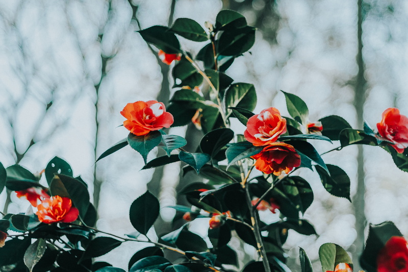 pottery, flora, freshness, richmond, tilt, shift, flower bouquet, green, no people, flower, plant part, petal, jar, plant, photography, potted plant, nature