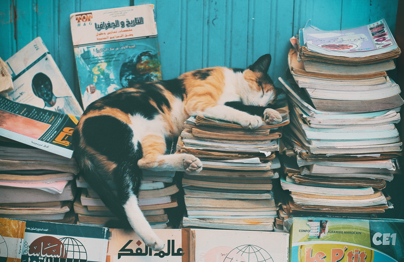 pets, mammal, one animal, sleeping, manx, education, calico, stack, animal, domestic animals, books, domestic, pet, vertebrate, morocco, art, poster, feline