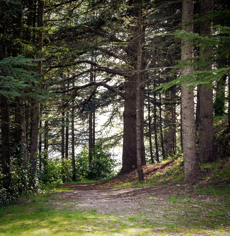 no people, french, woods, woodland, forest, path, forcalquier, tranquil scene, trail, green color, tree trunk, beauty in nature, scenics - nature, mystical