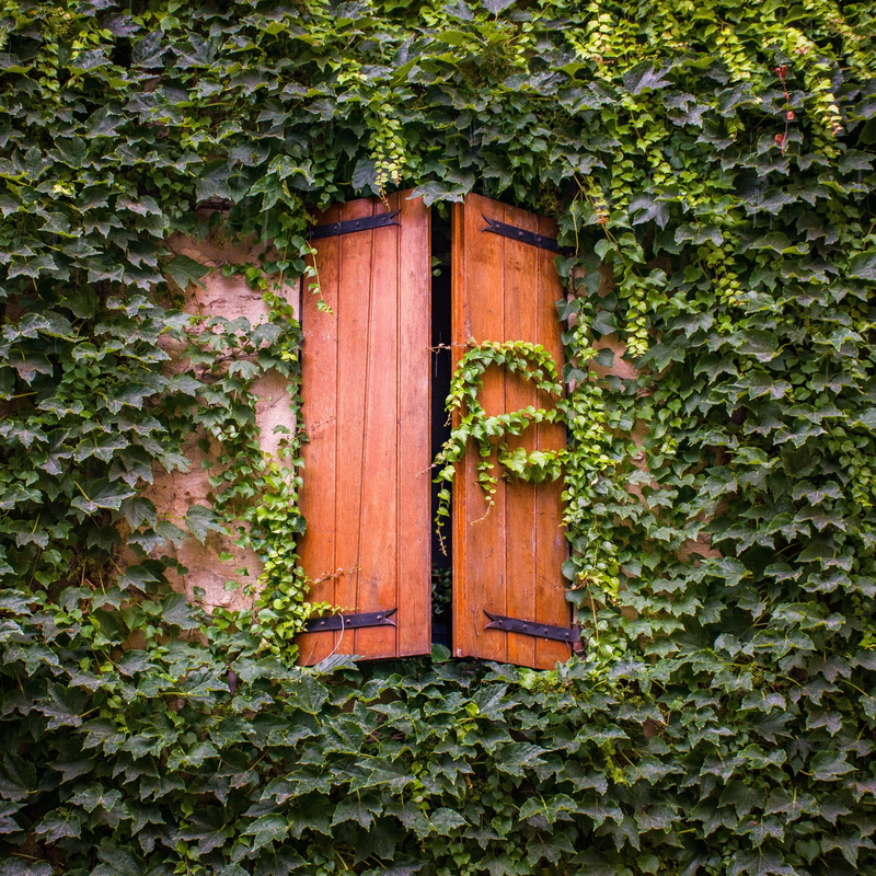 leaf, closed, ivy, nature, wooden shutters, plant, architecture, door, plant part, exquisite, growth, no people, window, south of france, wood - material