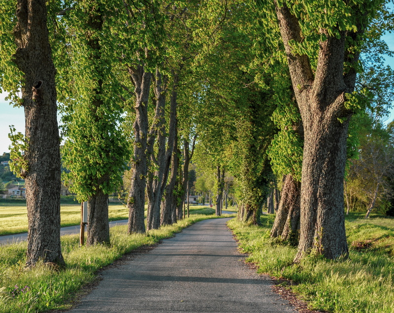 treelined, road, greenery, grass, plant, tree lined, growth, trunk, drive, beauty in nature, direction, culture, tranquil scene, diminishing perspective