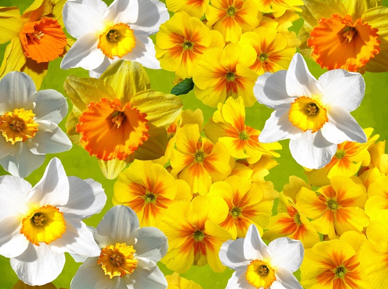 full frame, narcissus pseudonarcissus, bright, yellow, close-up, graphic, fragility, yellow flowers, osterglocken, bloom, white, flowers, freshness, petal