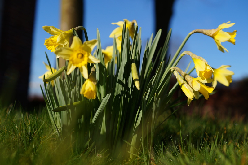 petal, freshness, flower head, grass, flowers, spring, close-up, flower, daffodil, growth, land, selective focus, osterglocken, daffodil field, daffodils