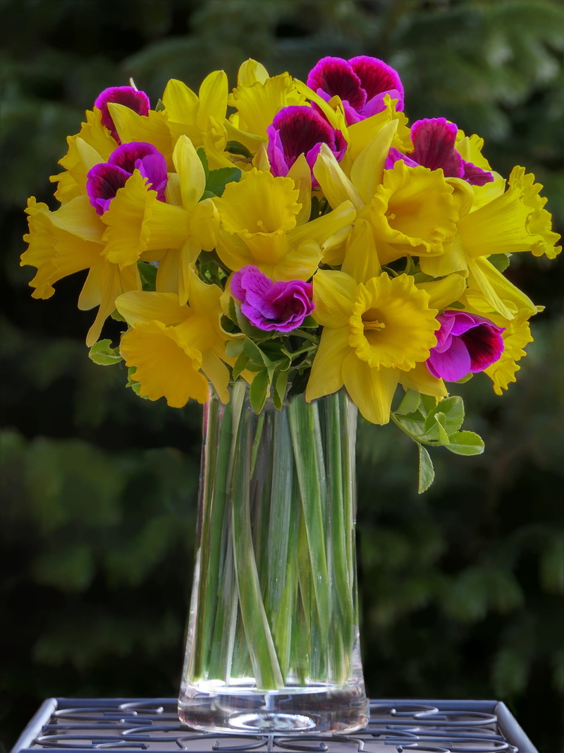 nature, daffodils, osterglocken, focus on foreground, bouquet, flowering plant, fragility, bunch of flowers, 2K, table, flower purple, vulnerability, close-up