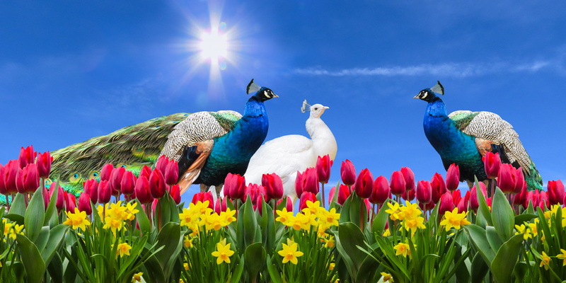 bird, sun, land, animal, no people, lens flare, daffodils, feather, beauty in nature, freshness, blossom, flower head, blue, sky, osterglocken, springtime