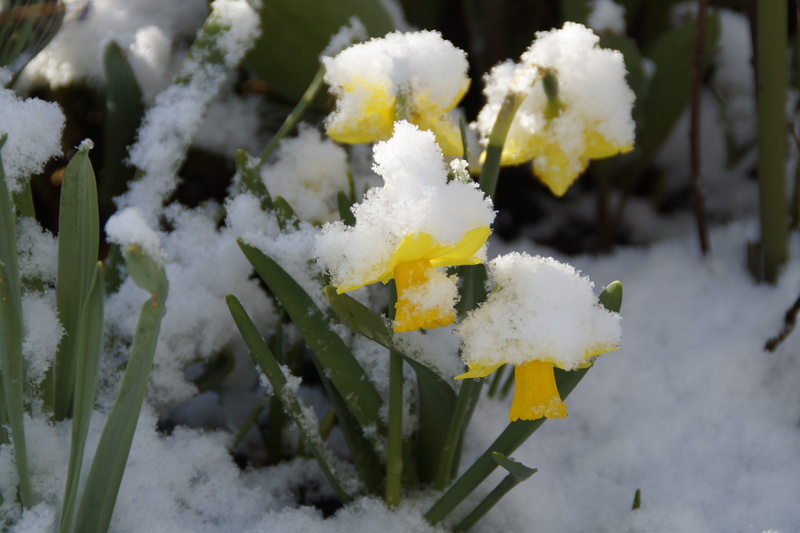 weather, day, april weather, end of winter, ice, daffodils, daffodil, flower, narcissus pseudonarcissus, yellow, white color, plant, april, focus on foreground