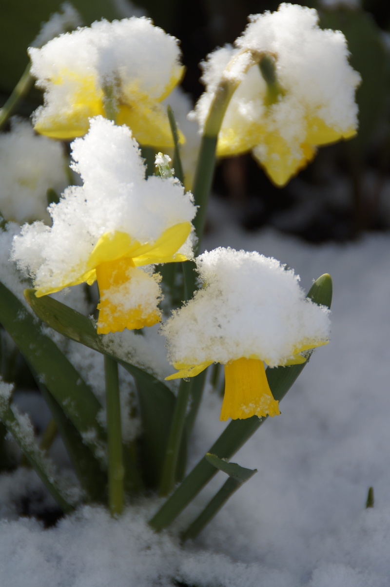 white color, close-up, winter blast, no people, 5K, beauty in nature, narcissus pseudonarcissus, winter, plant, day, yellow, april weather, snow, flower head