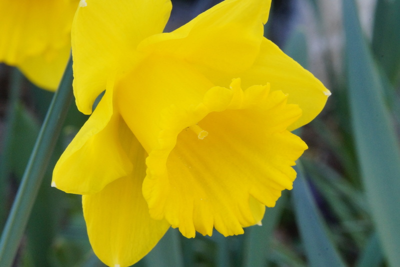 beauty in nature, garden plant, close-up, spring, freshness, outdoors, fragility, blossom, no people, petal, plant, bloom, easter greeting, vibrant color