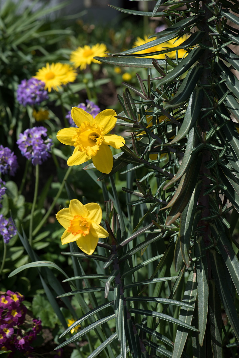 petal, beauty in nature, day, 2K, blossom, yellow, daffodils, botany, close-up, leaf, garden flowers, osterglocken, flower, growth, spring, garden, narcissus pseudonarcissus