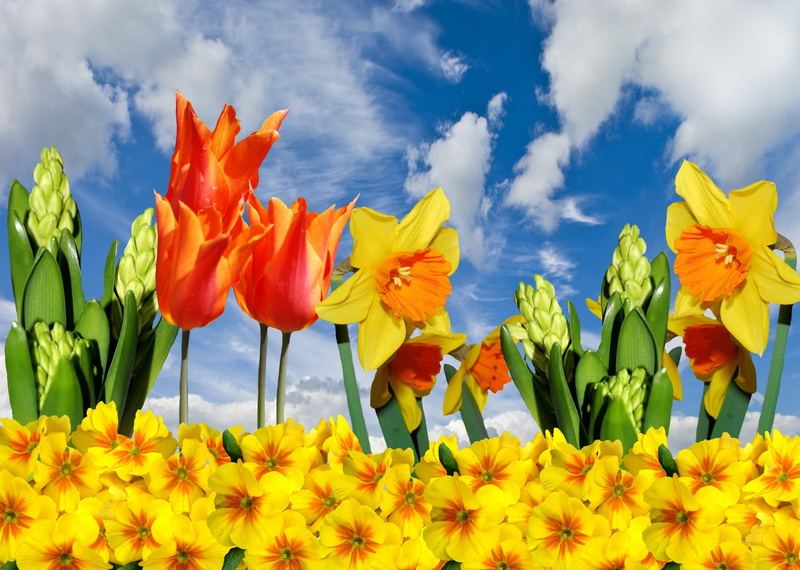 spring awakening, fragility, embroidery, springtime, no people, Daffodils, day, beauty in nature, Easter, osterglocken, Spring, close-up, flowering plant