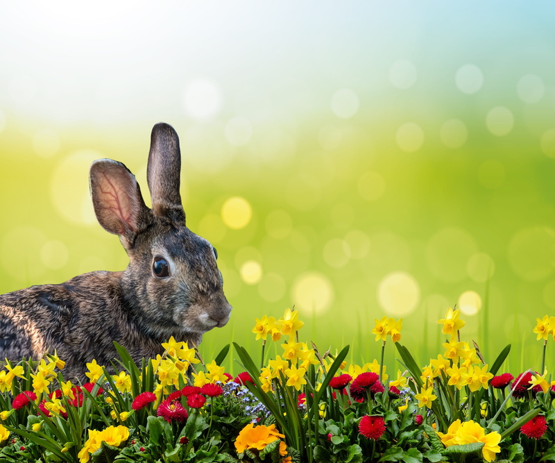 growth, holidays, animal ear, outdoors, vulnerability, fragility, animal wildlife, sky, meadow, photo, spring, beauty in nature, hare, osterglocken, springtime