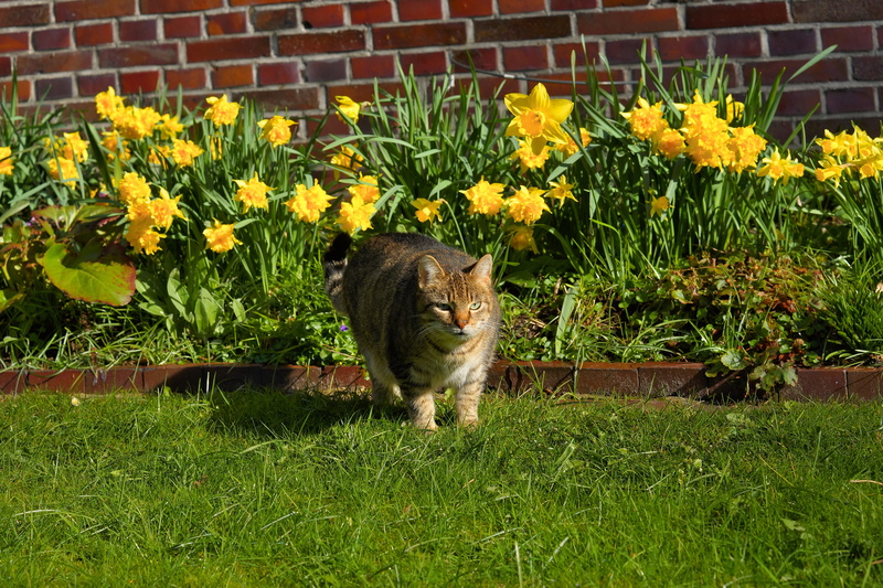 big eyes, cat, plant, pets, feline, mackerel, expression, animal themes, noble, flower, vertebrate, Garden, one animal, grass, nature, 5K, Domestic Cat