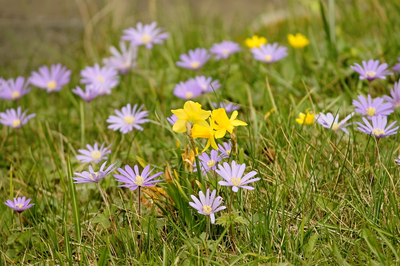 yellow flowers, pollen, spring meadow, crocus, close-up, flower head, beautiful, grass, plant, flowers, yellow, photography, inflorescence, flowering plant