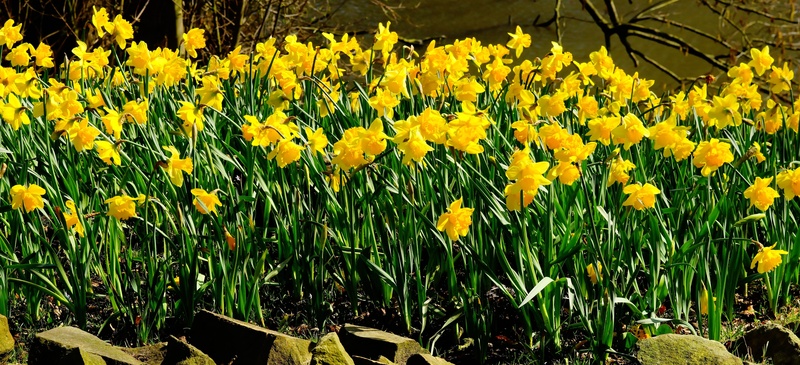 flowering plant, day, plant, outdoors, petal, flower, fragility, springtime, colorful, green color, daffodil, petaled, yellow, yellow daffodils, flowers