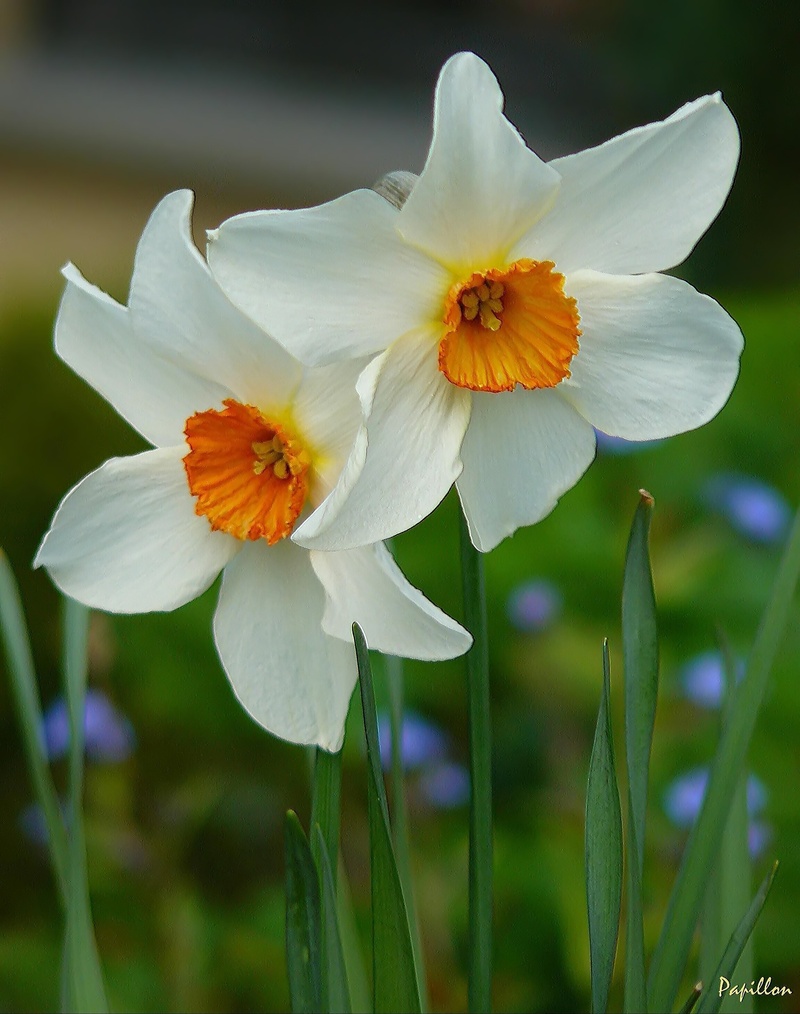 macro photography, macro photo, growth, white color, day, blossom, beauty in nature, petal, focus on foreground, close, vulnerability, daffodil, datailaufnahme