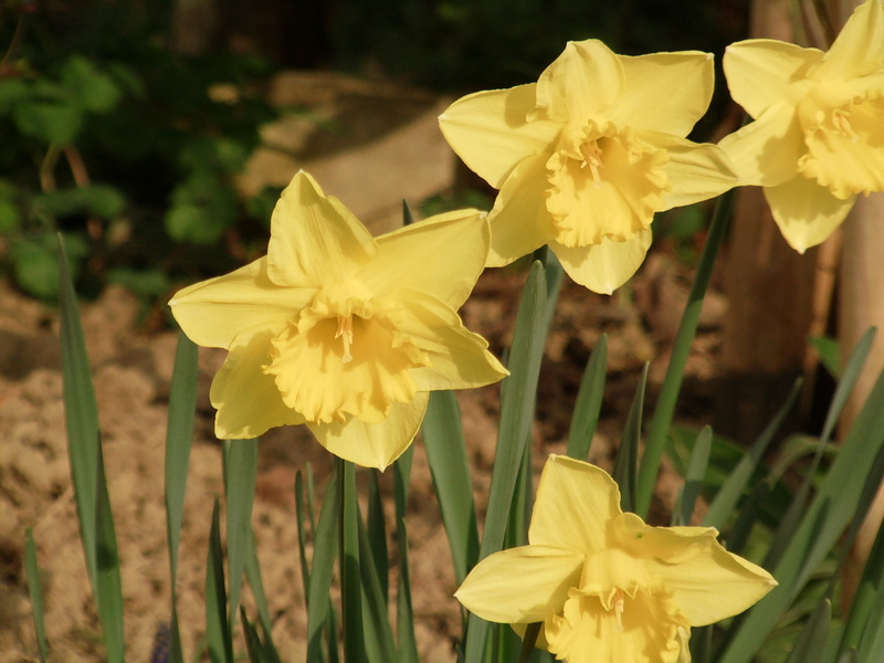 nature, inflorescence, 2K, day, pollen, flowering plant, flower head, focus on foreground, plant, beauty in nature, outdoors, growth, flower, yellow, spring