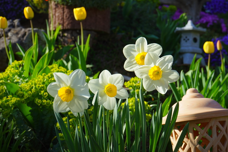 no people, 5K, petal, outdoors, focus on foreground, grass, inflorescence, white color, flowering plant, flowerbed, close-up, freshness, white, day, bloom