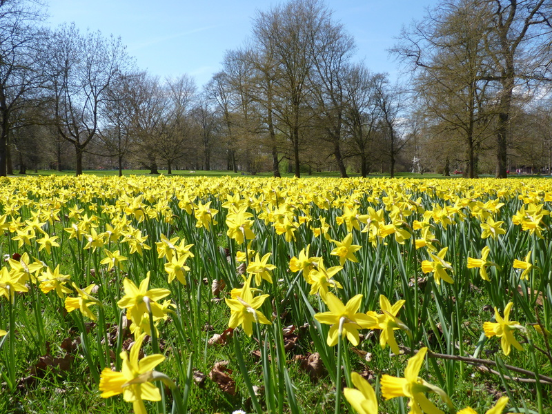 nature, fragility, flowerbed, daffodil field, day, yellow, flowering plant, blossom, outdoors, tree, no people, osterglocken, 4K, friedrich sau, flower