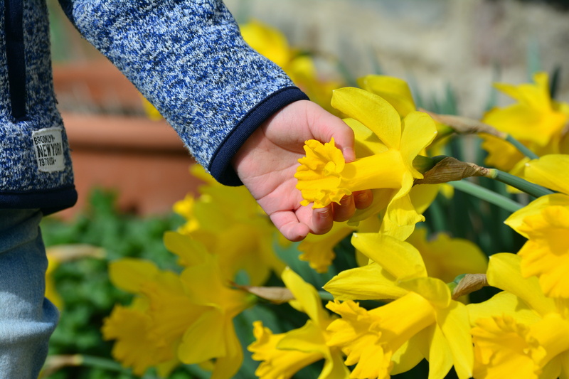 5K, flowers, growth, spring flowers, women, plant, freshness, springtime, childs hand, human limb, flowering plant, close-up, daffodils, gardening, osterglocken