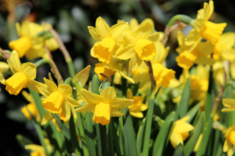 freshness, flower head, close-up, flowering plant, flowerbed, 5K, fragility, petal, flower, close, spring, springtime, outdoors, field, inflorescence