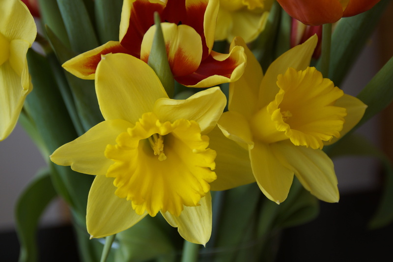 bouquet, flower, growth, no people, spring, petal, spring bouquet, springtime, flowers, daffodil, beauty in nature, freshness, flowering plant, plant, tulip