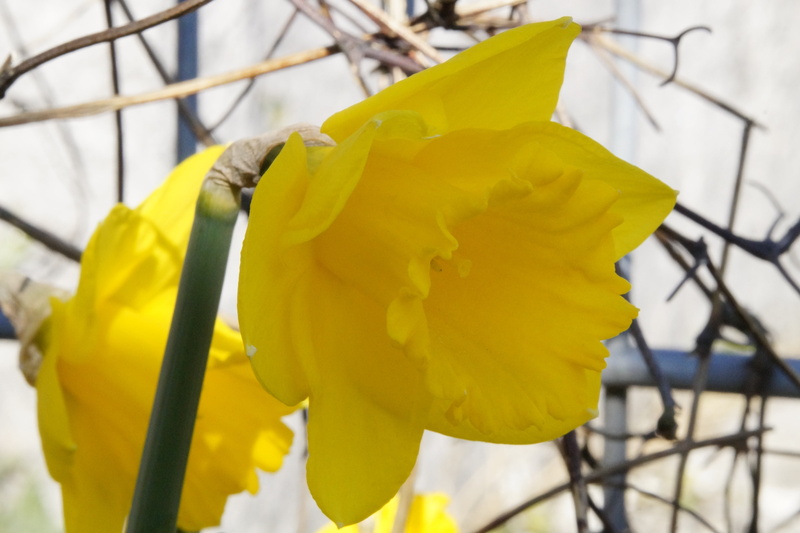 vibrant color, spring flower, beauty in nature, easter, easter greeting, freshness, close-up, 5K, vulnerability, garden, focus on foreground, blossom