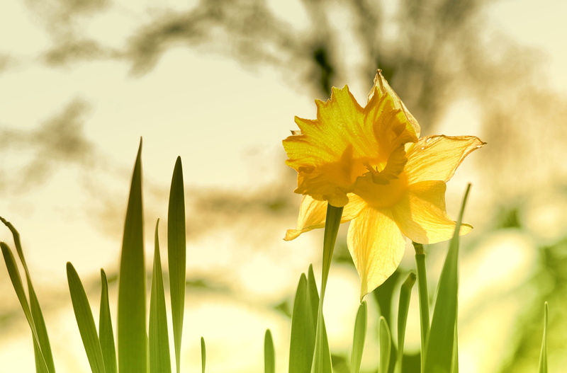 osterglocken, spring, daffodil, yellow, growth, blossom, beauty in nature, blade of grass, flowering plant, focus on foreground, fragility, close-up, freshness