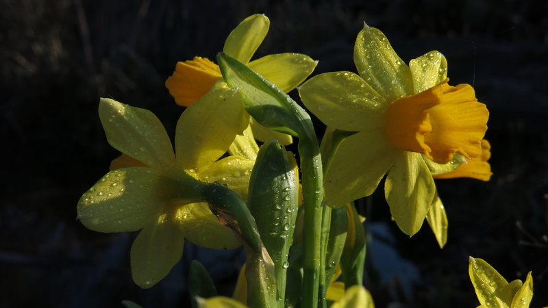 growth, bright, outdoors, freshness, spring flowers, fragility, no people, flower head, drop, daffodils, petal, nature, close-up, water, beauty in nature