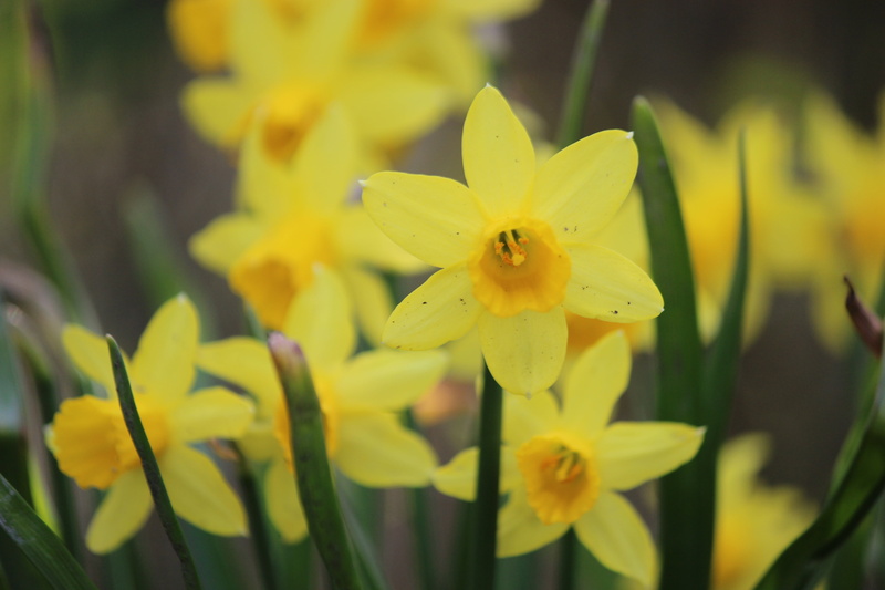freshness, fragility, daffodil, focus on foreground, close, outdoors, spring, inflorescence, flowering plant, vulnerability, growth, osterglocken, springtime