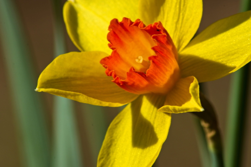 outdoors, freshness, garden, day, bright, yellow and orange jonquil, daffodil, growth, bloom, vulnerability, yellow, nature, 2K, blossom, flowering plant