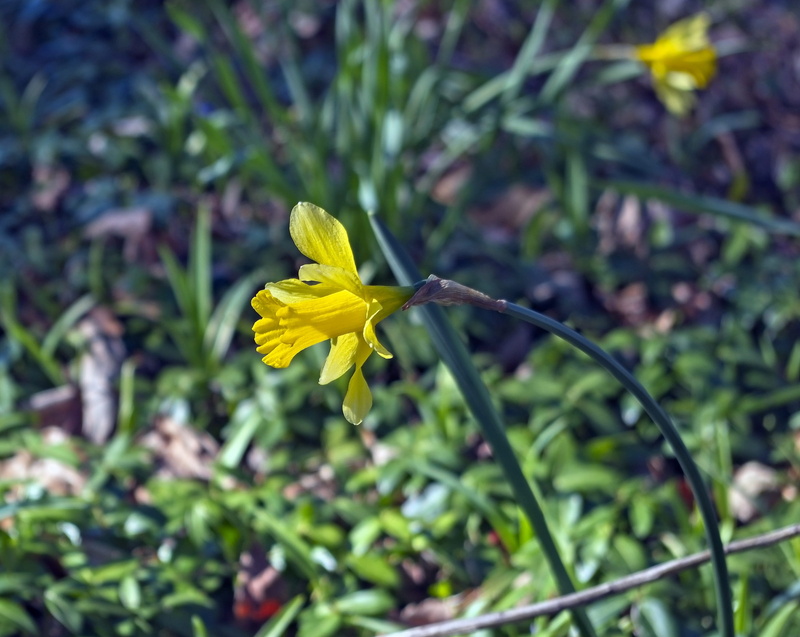 rural, flowers, garden, narcissus, osterglocken, blossom, flower head, jonquil, bloom, arkansas ozarks daffodils 2019, arkansas, beauty in nature, 2K