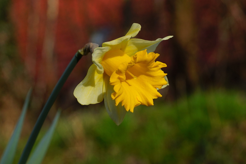 day, narcissus pseudonarcissus, close up, frühlingsanfang, osterglocken, focus on foreground, fragility, flower, spring awakening, freshness, flowering plant