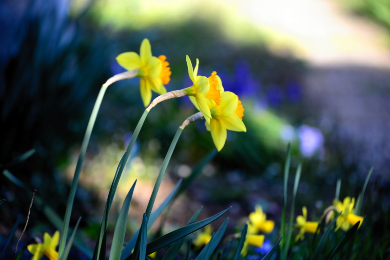 purple, garden, petals, flowering plant, flower, bloom, inflorescence, flowers, spring flowers, close-up, plant, petal, freshness, narcissus, blossom, vulnerability