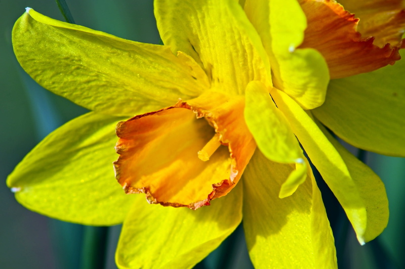 garden, bright, closeup orange and yellow jonquil, springtime, narcissus, close-up, pollen, afternoon, plant part, freshness, plant, flowering plant, rural