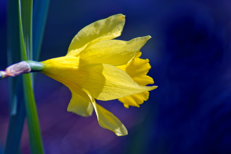 daffodil, 2K, close-up, jonquil, studio shot, flower, beauty in nature, spring, osterglocken, petals, plant, garden, flower head, orange, blue background