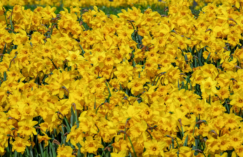 daffodils, osterglocken, bloom, day, flowering plant, harbinger of spring, backgrounds, freshness, spring flowers, beauty in nature, blossom, no people