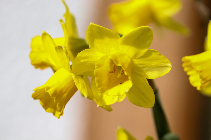 inflorescence, growth, flowering plant, yellow, daffodil, harbinger of spring, fragility, plant, beauty in nature, flower head, orchid, narcissus pseudonarcissus