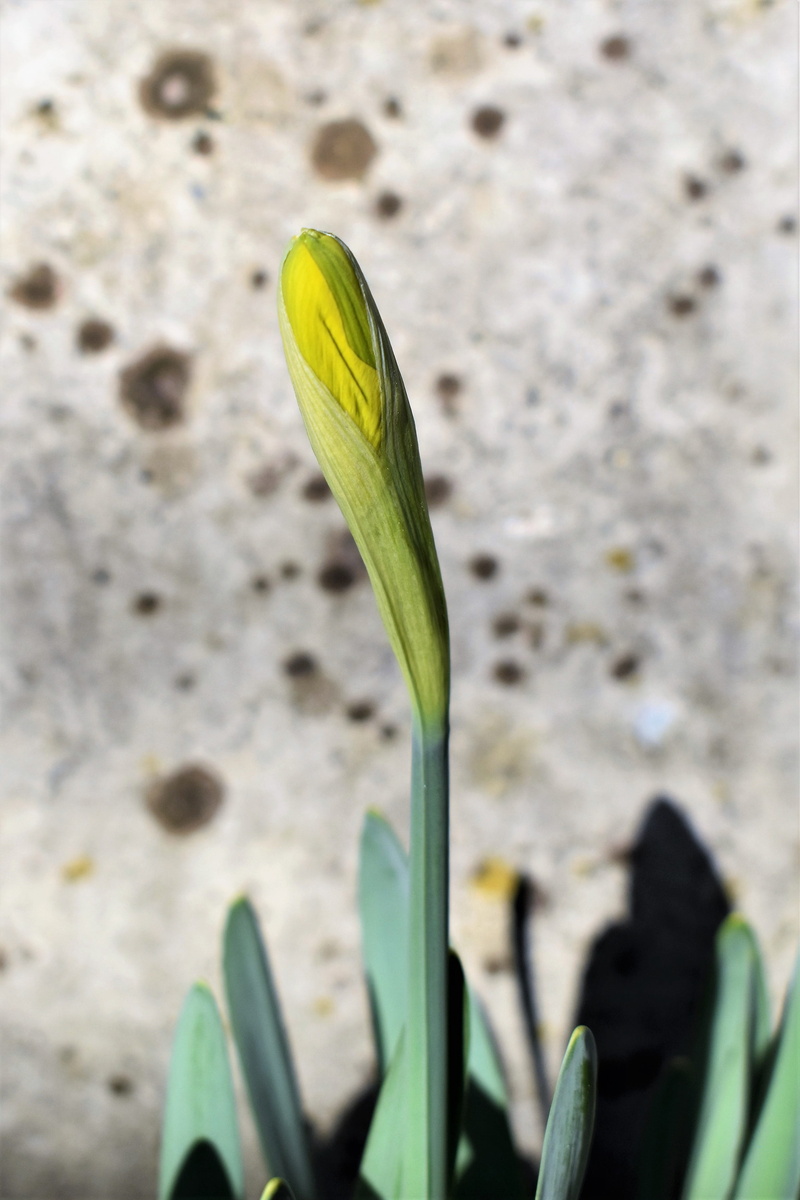 easter, nature, osterglocken, flower head, yellow, blossom, focus on foreground, leaf, bloom, plant, growth, springtime, flower, no people, outdoors, flowers