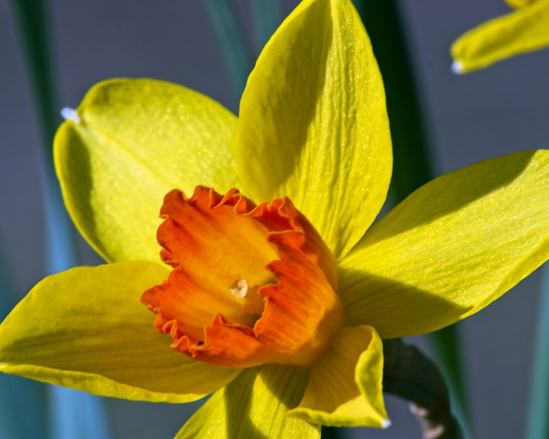 petals, floral, blossom, lily, spring, jonquil, orange and yellow jonquil, focus on foreground, stamen, orchid, narcissus, flora, flower head, flowers