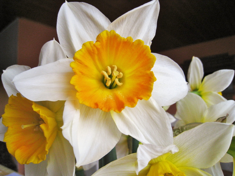 vulnerability, spring, easter time, two-coloured daffodils, stamp, daffodil, growth, nature, flowers, no people, yellow, focus on foreground, daffodils