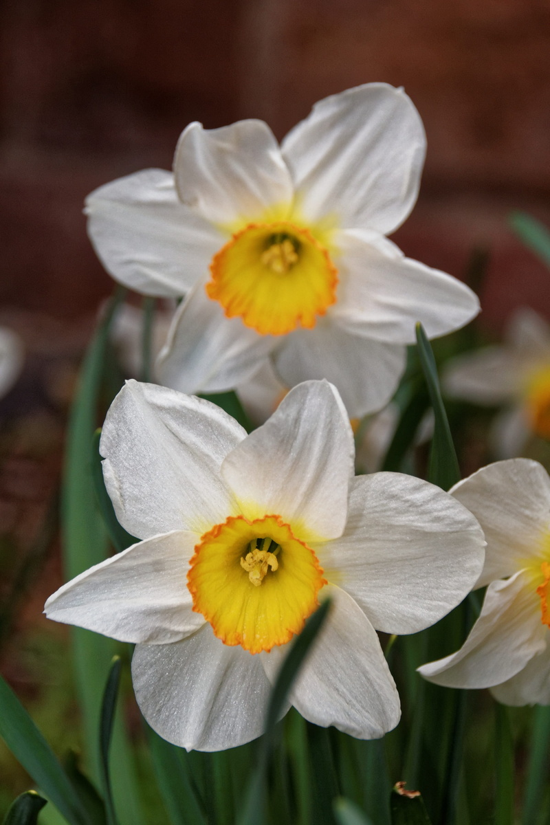 yellow, flower, flower head, Flowers, white color, vulnerability, close-up, nature, inflorescence, bloom, plant, day, fragility, pollen, growth, daffodil