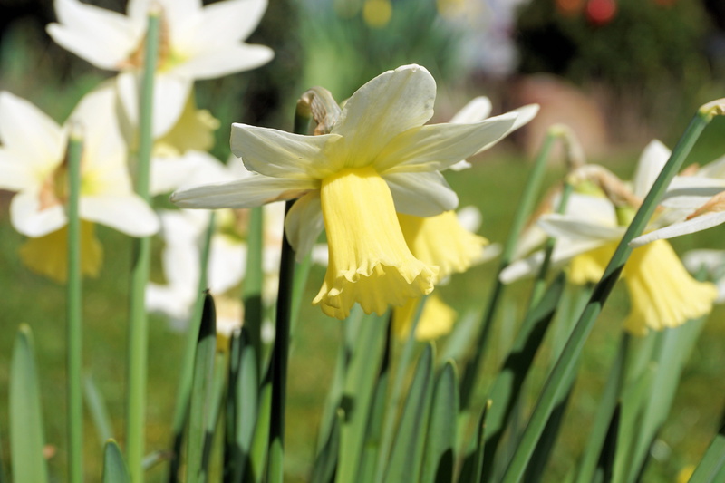 osterglocken, flowers, close-up, easter, narcissus, purity, easter spring, outdoors, no people, growth, beauty in nature, close, white color, happy easter