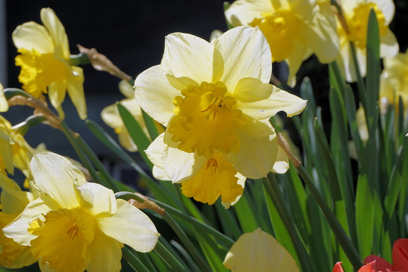 easter spring, botany, beauty in nature, petal, flower head, springtime, inflorescence, no people, close, white color, osterglocken, focus on foreground