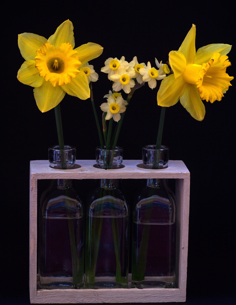beauty in nature, flowering plant, 4K, life, table, close-up, vulnerability, still, fragility, black background, flower, indoors, jar, yellow, nature