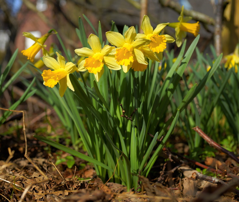 flowering plant, outdoors, focus on foreground, springtime, osterglocken, Spring, freshness, petal, isolated, land, green color, fragility, growth, Daffodils